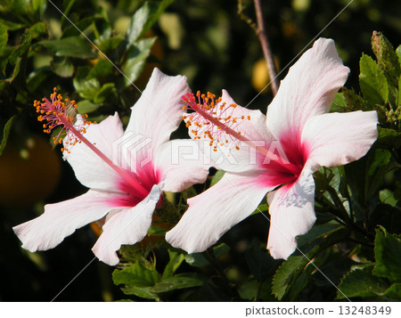 Neve Monosson Two Hibiscus 2010 13248349