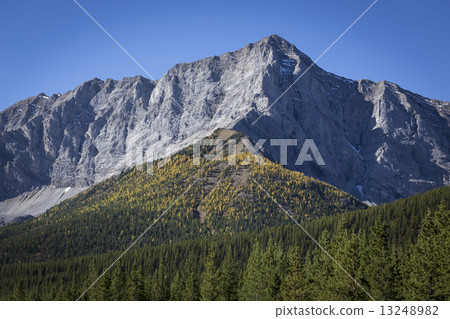 Autumn Alpine Larch Trees 13248982