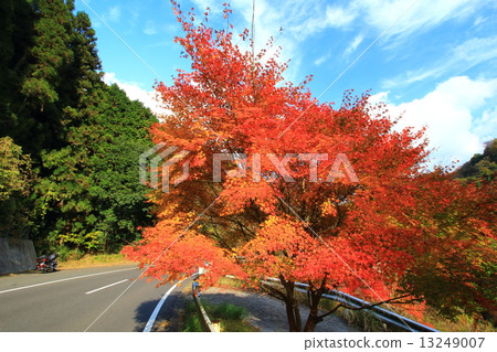 Hikoshiyama秋葉 13249007