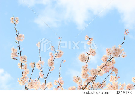 Cherry Blossom	 13249178