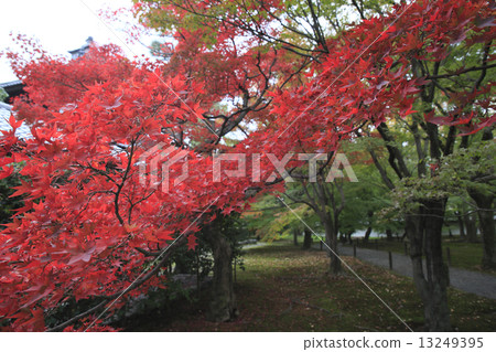 Kyoto sightseeing 13249395