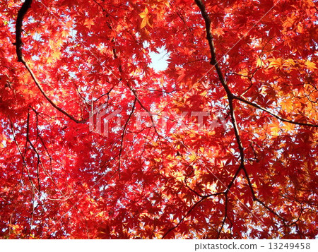 秋天色彩的秋天葉子的美麗讓我們喝醉了。 13249458