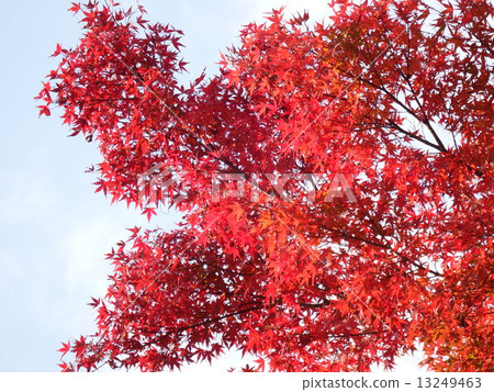 秋天色彩的秋天葉子的美麗讓我們喝醉了。 13249463