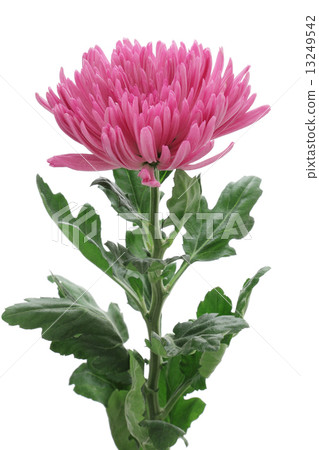 紫色菊花花 紫色菊花花 13249542