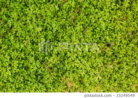 Spike moss pattern Spike moss pattern 13249549