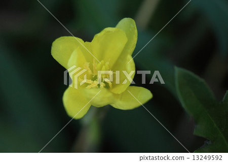 Natural plant wood grasshopper, the figure is the most noticeable among Matsuyogunsa, but the environmental destruction power seems to be a first grade product 13249592