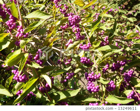 Purple fruits were as beautiful as jewels. Purple fruits were as beautiful as jewels. 13249611
