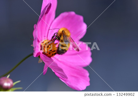 Tiger bumblebee (Tiger Maru flower bee) 13249902