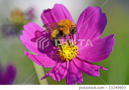 Tiger bumblebee (Tiger Maru flower bee) 13249903