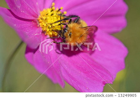 Tiger bumblebee (Tiger Maru flower bee) 13249905