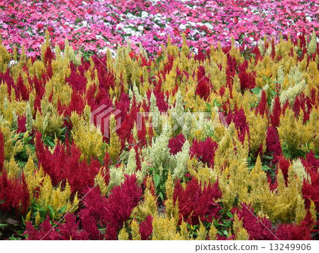 Farm Tomita's flower garden Farm Tomita's flower garden 13249906