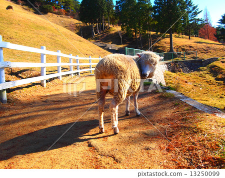 反光羊 反光羊 13250099