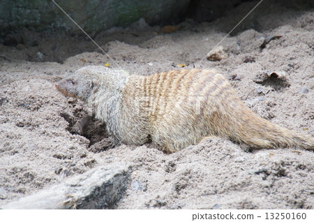 Shima Mongoose 13250160