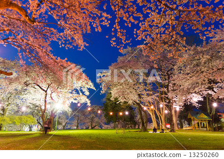 Shiroyama公園的櫻花晚上 Shiroyama公園的櫻花晚上 13250260