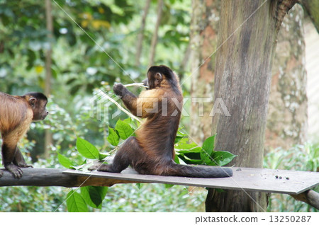 Tufted capuchin monkey 13250287