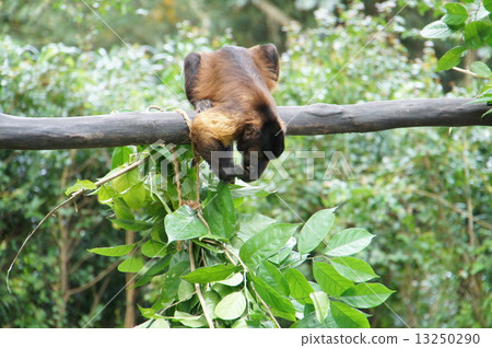 Tufted capuchin monkey 13250290