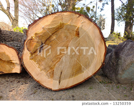 Annual ring Annual ring 13250359