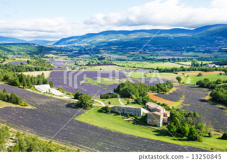 Lavender fields near Valensole in Provence, France. 13250845