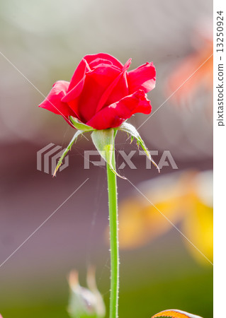 red flower in the garden 13250924