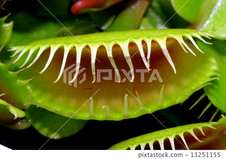 Carnivorous plant 13251155