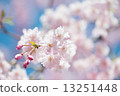 Cherry Blossoms	 13251448