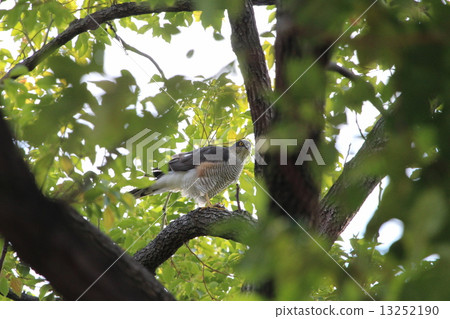 Hightaka to eat sparrows 13252190