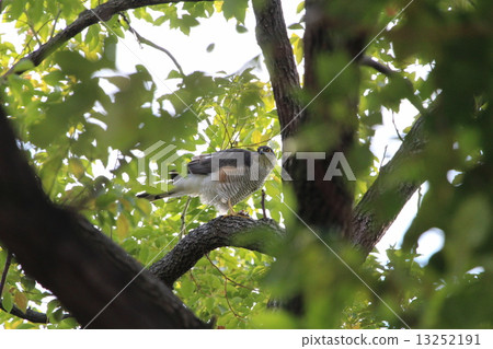 Hightaka to eat sparrows 13252191