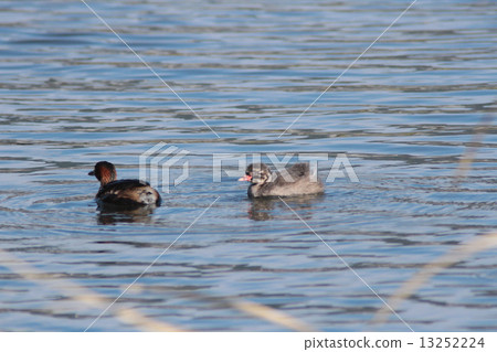 Parent and child of Kaizuburi Parent and child of Kaizuburi 13252224
