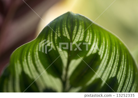 Caratea's leaves _ up 13252335