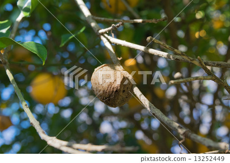 Mantis eggs bred on citrus tree 3 Mantis eggs bred on citrus tree 3 13252449