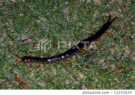 Tobizumukade 13252624