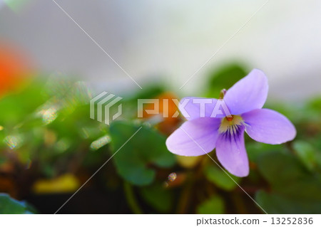 Endangered plant Okinawa violet endangered IB (EN) 13252836