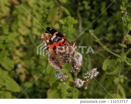 Acacathetha 13253717