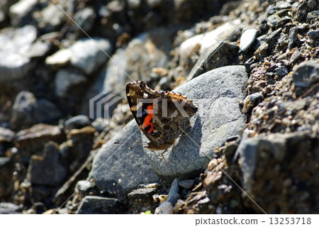 Acacathetha 13253718