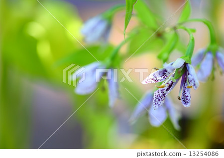 Endangered plants Shima Akebonoso Endangered species (VU) 13254086