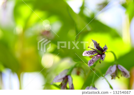 Endangered plants Shima Akebonoso Endangered species (VU) 13254087