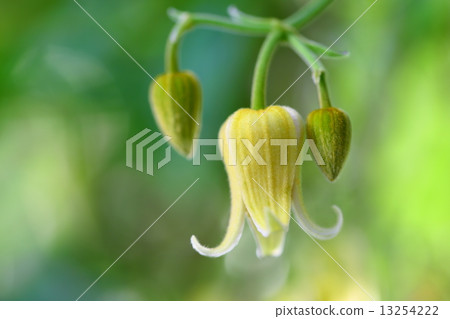 天鵝絨按鈕起重機 天鵝絨按鈕起重機 13254222