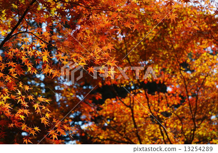 The season of a maple! The season of a maple! 13254289