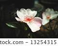  White flower 13254315
