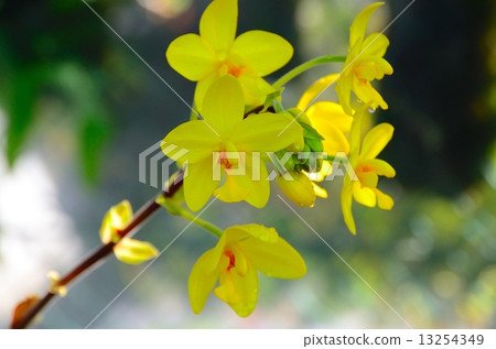 Spatoglotis · glacilis 13254349