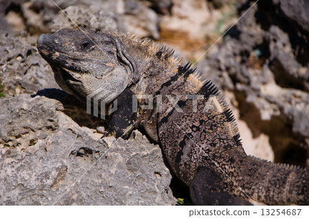 Iguana 1 13254687