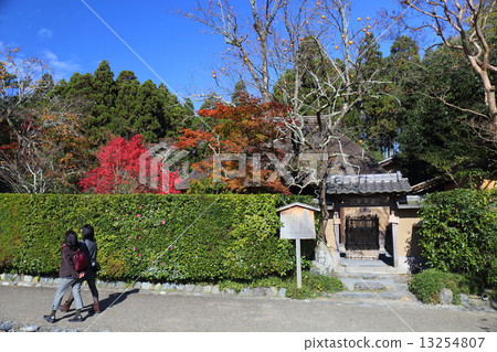 京都秋天落柿子 13254807