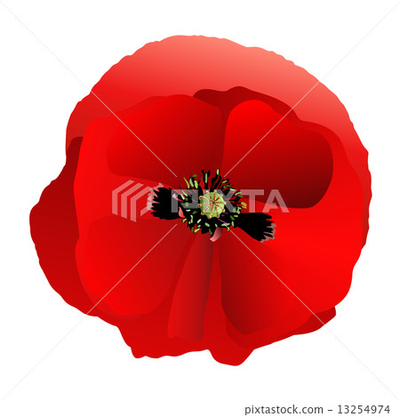 Poppy red gradient Poppy red gradient 13254974
