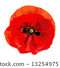 Poppy red 13254975