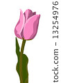 Tulip pink vector 13254976