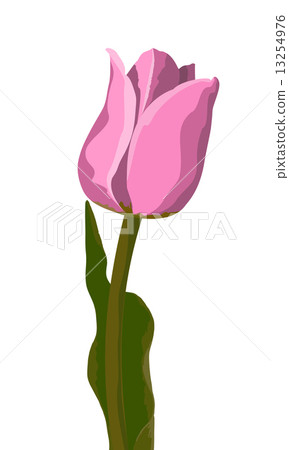 Tulip pink vector Tulip pink vector 13254976