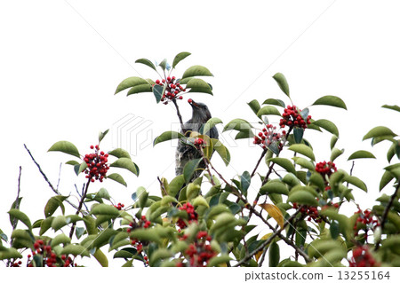 Brown ears that eat fruit of the blackcurrant Brown ears that eat fruit of the blackcurrant 13255164