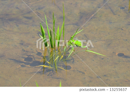 A pair of Sanae and a frog in a rice field A pair of Sanae and a frog in a rice field 13255637