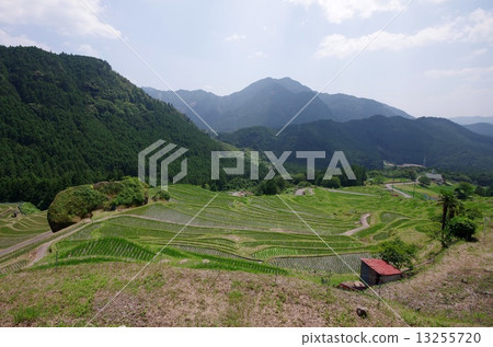 Maruyama Senjita Maruyama Senjita 13255720