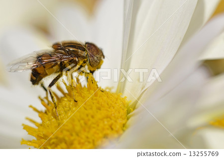 Kigoshi Hanaabu 13255769